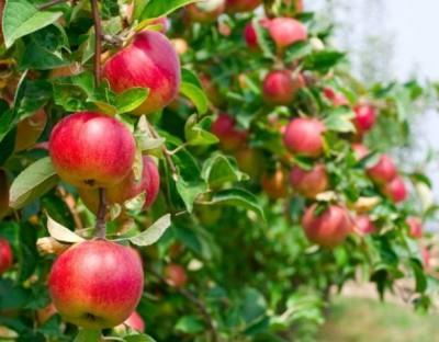 Case study Polish apple business Poland is the largest producer of apples in Europe and the third largest in the