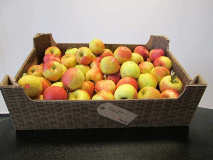 Prior to dispatch, apples are washed and stored in cold rooms for up to nine months.