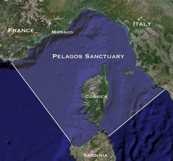 Pelagos Sanctuary for Mediterranean