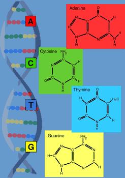 DNA STRUCTURE Polymer: large molecule made by linking series of repeating units Repeat unit: nucleotide - 5 carbon sugar deoxyribose - phosphate group - nitrogen containing base