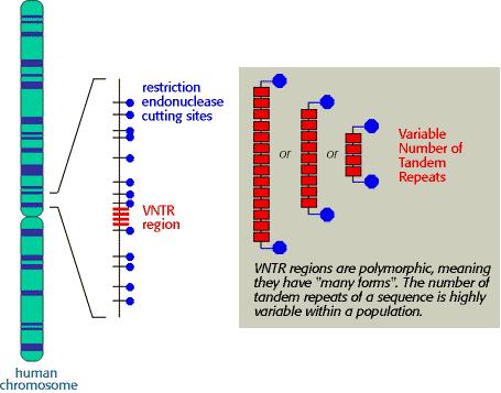 VNTR: hypervariable regions VNTR alleles are hypervariable regions of human DNA that differ from each other in: VNTR stands for "variable number of tandem repeats" A tandem repeat is a short sequence