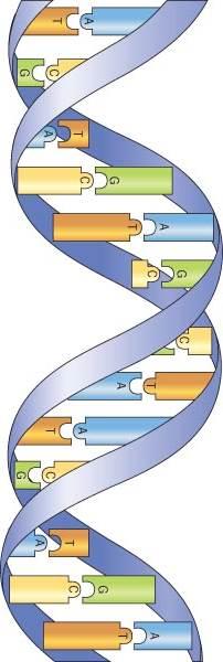 The Functin and Structure f DNA DNA cntains the genetic material f a cell Chrmsmes are lcated in the cell nucleus Chrmsmes cntain lng DNA strands