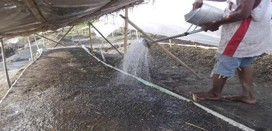 fertilizers into water and watered onto