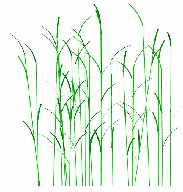 Scattering from a rice canopy At C band, HH and VV: the dominant scattering mechanism is the double bounce vegetation-water HH>VV because of the stronger attenuation of VV by vertical stems (and