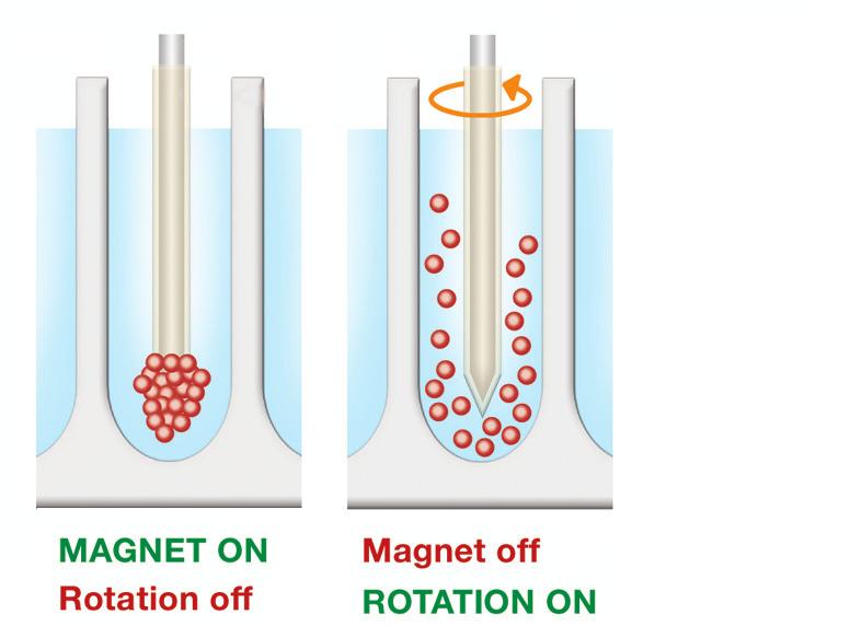 Once bound to the M-PVA Magnetic Beads, the nucleic acids are transferred with a magnetisable rod to different wash buffers and finally to the elution buffer.