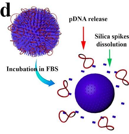 Unique Design o DNA has a unique looped structure o Difficult to attach to solid particles o Nuvec o Hollow silica sphere o