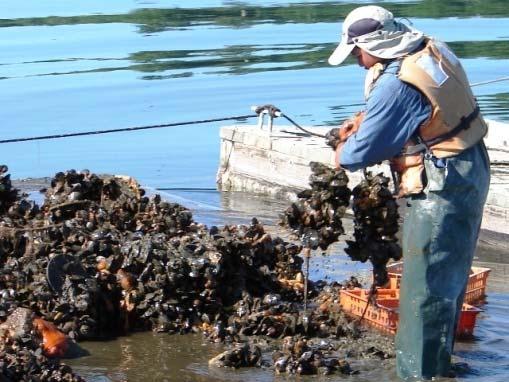 Science, Service, Stewardship NOAA AQUACULTURE PROGRAM Overview of NOAA s Draft Aquaculture Policy The National Oceanic and Atmospheric Administration (NOAA) is seeking public comment on a draft