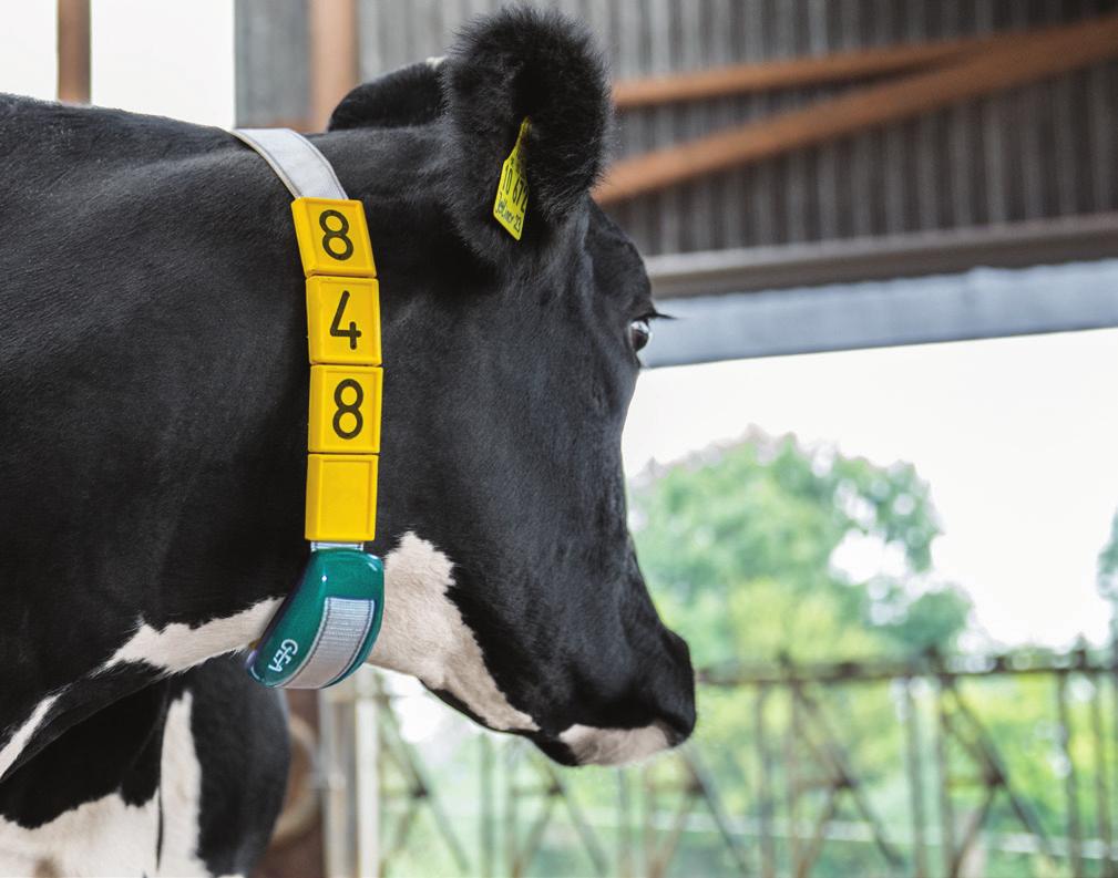 Fertile times with CowScout CowScout reliably tells you when your cows are ready for insemination. Convenient alert functions ensure that you never miss an activity report.