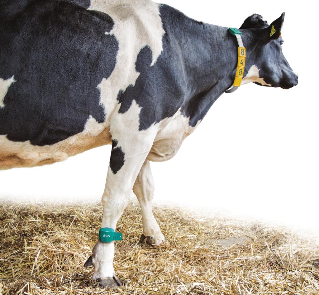 Active and vital CowScout Leg shows you how mobile your animals are. It detects how long the cow stands, lies and walks and counts how many steps it takes each day.