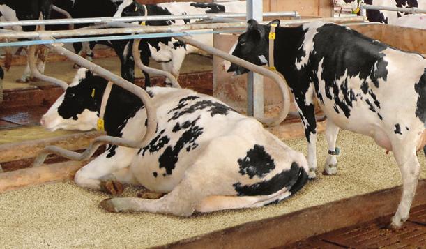 So it does not only help you to determine the ideal time for insemination, but also enables you to treat any health problems quickly and to optimise your husbandry conditions.