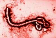 FREQUENTLY ASKED QUESTIONS ABOUT EBOLA VIRUS DISEASE What is EBOLA? Ebola, previously known as Ebola hemorrhagic fever, is a deadly disease caused by infection with one of the Ebola virus strains.