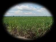 major crops Area in mln Ha Rice