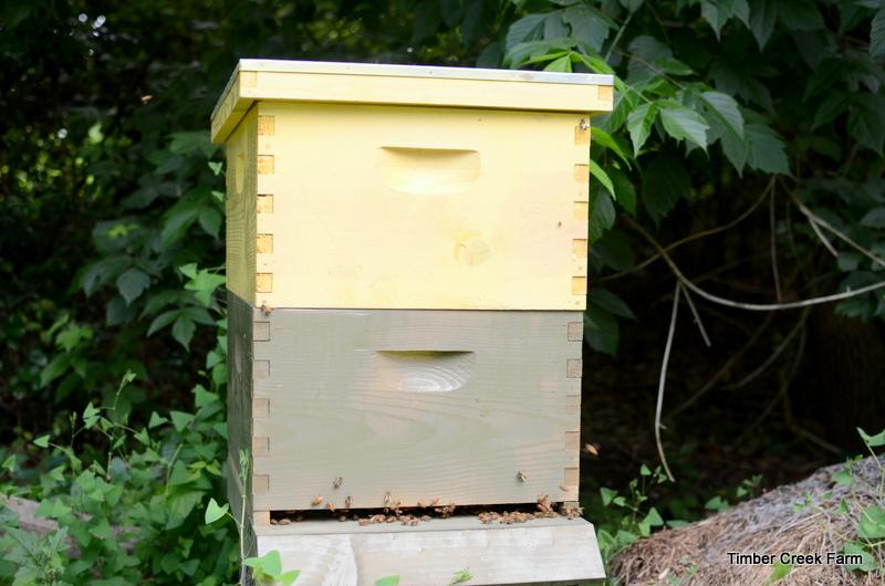 breeding and sitting on her throne. What to Look for with Honey Bees in Late Spring Hive Check The reason to do an inspection is to verify the health of the bees and the colony.