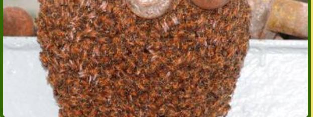 Africanized Honey Bees Understanding and Responding to AHB in Florida and