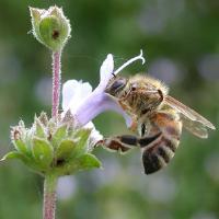 Honey Bees Foraging honey bees, whether Africanized or European, will not attack you, unless