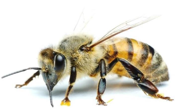 Bee Vernacular species, races, hybrids 8 species (apis melifera)of honey bees Within the species are races Example: Apis mellifera ligustica Italians So much mixing tough to keep a pure bred Today,