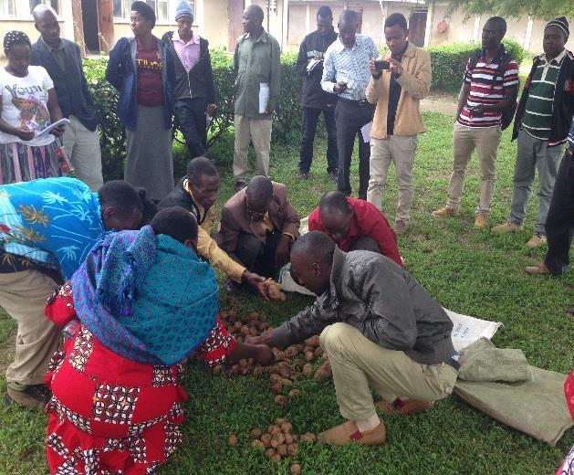 Practical session on sorting and grading of potatoes After the training all participants were awarded certificates and a copy of the
