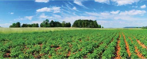 - Recognition of some of the initiatives that potato growers and the industry have taken to address land and water issues such as land management/erosion