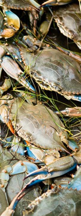 BLUE CRAB ABUNDANCE Maintain a sustainable blue crab population based on a target of 215 million adult females. Over 1 percent of outcome achieved.