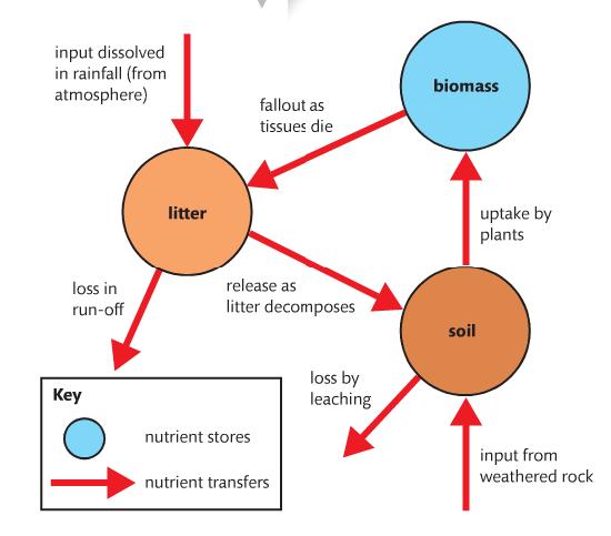 Gersmehl Diagrams Arrows of varying thickness represent nutrient transfer Circles of varying sizes represent the size of the nutrient stores Included in the diagrams: Input-