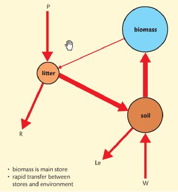 Construct a Gersmehl Diagram: Rainforest Biomass is the main store of nutrients because the tropical rainforest has tall, dense vegetation with many layers and multiple species Precipitation (P):