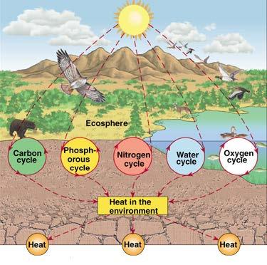 Nutrient Cycles Nutrient cycles (= biogeochemical cycles): natural processes that involve the flow of nutrients from the nonliving environment (air, water, soil, rock) to