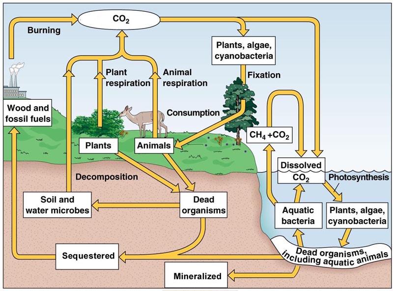 Carbon Cycle Photosynthesis, Respiration, and decay happen in both land and ocean ecosystems Plants perform both photosynthesis and Combustion