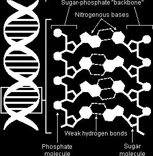 triple bond) Nitrogen is needed by all