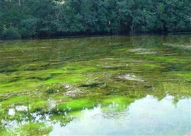 Eutrophication Definition: Process: End Result: Addition of excess (usually phosphorous or nitrogen to a water body due to - Nutrients cause an overgrowth of.