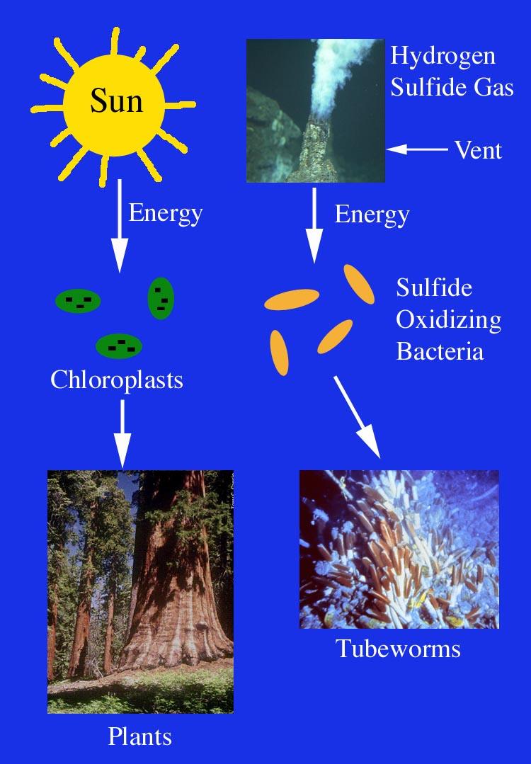 Photosynthesis vs. Chemosynthesis Photosynthesis o Uses to provide the energy required to produce carbohydrates from carbon dioxide and water.