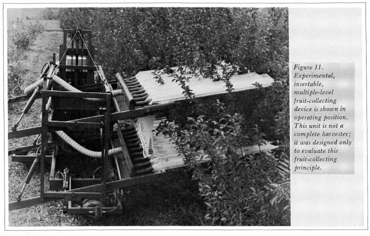 BEANS In 1939 research was begun on direct harvest of dry beans to reduce labor and to prevent heavy field losses. The machine pulls the plant and traps the beans between two flat belts.