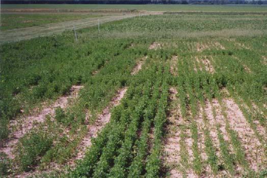 Getting high forage yield and quality Yield difference between top and bottom alfalfa entries in