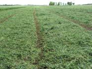 drying Higher forage quality