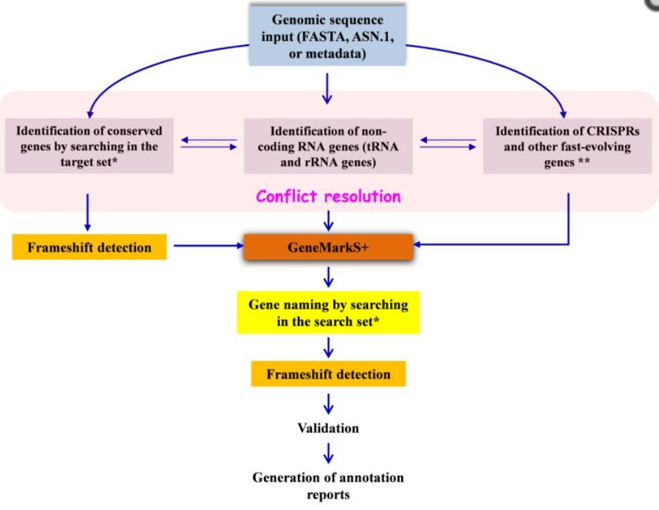 Bacterial Genome Annotation NCBIs Prokaryotic Genome Annotation Pipeline combines a computational gene prediction algorithm with a similarity-based gene detection approach.