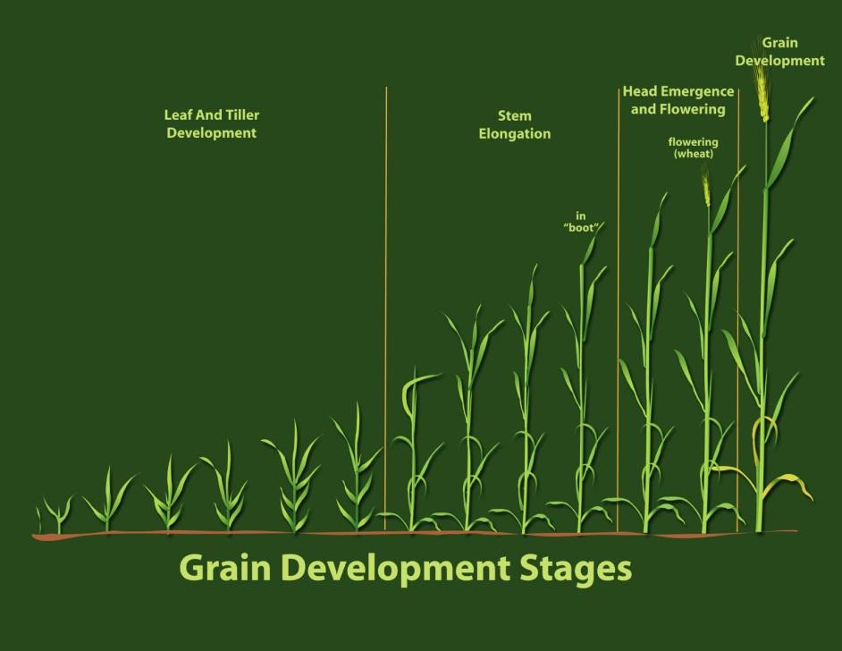 (Table 1) Nutrient Uptake of Wheat by Growth Stage Washington.