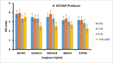 Obour, 2015 Grain yield of sorghum hybrids at