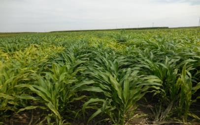 Sorghum grain yield as affected by iron