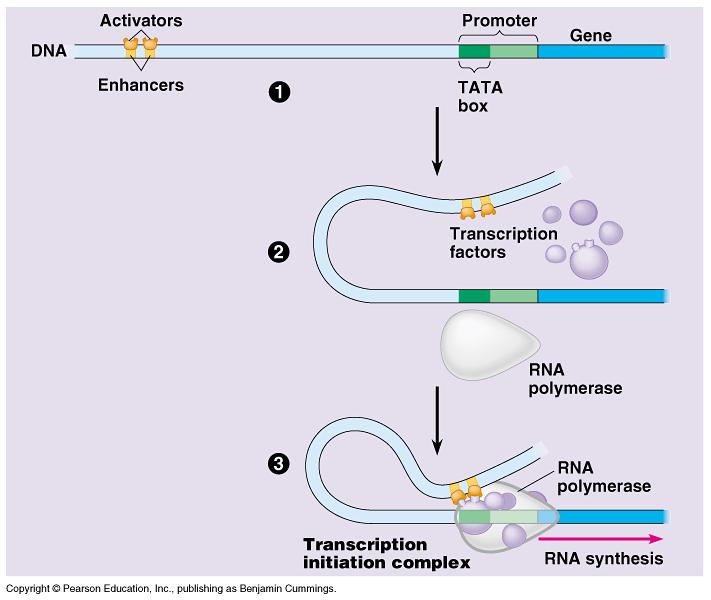 Model for Enhancer action Enhancer DNA sequences u distant control sequences Activator proteins u bind to
