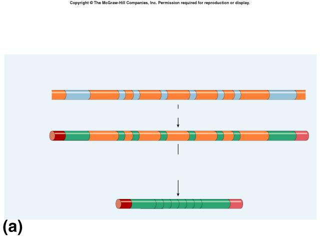 3. Post-transcriptional control Alternative RNA splicing