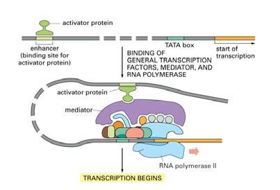 Enhancer + activator stimulates transcription Transcriptional activator