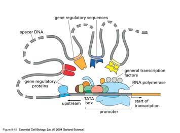 of transcription ECB 8-15 Lecture 11 Eukaryotic Transcription *Gene