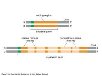 Eukaryotic gene organization - no operons Transcription and RNA processing Translation Eukaryotic genes contain introns and exons Prokaryotic gene Eukaryotic gene