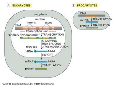 RNA processing; overview eukaryotes prokaryotes ECB 7-20 Mature mrna in a eukaryotic cell