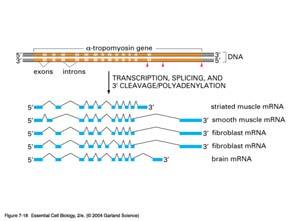 Alternative splicing example = tropomyosin mrna Modular design of a gene allows mixing and matching of domains Half life of mrnas in selected cells Cell Type Cell Generation time Average mrna