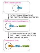 Primitive cells thought to be RNA based ECB 7-38