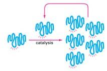 replication RNA can serve as an enzyme (ribozyme)