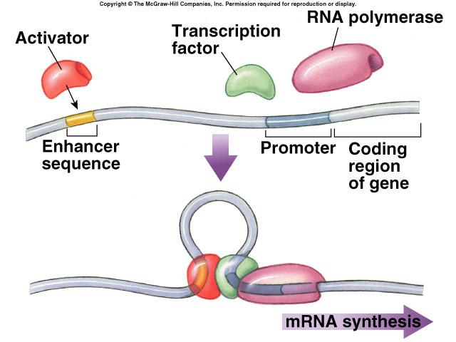2. Transcription initiation Control regions on DNA upromoter nearby control sequence on DNA binding of RNA polymerase & transcription factors