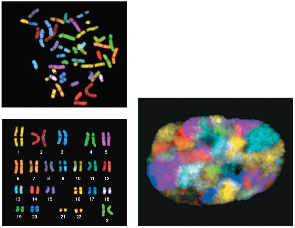 Chromosomes in the interphase nucleus (fluorescence micrograph) Chromosomal interactions in the interphase nucleus: Chromosome territory 5 µm Chromatin loop Transcription factory At interphase, some