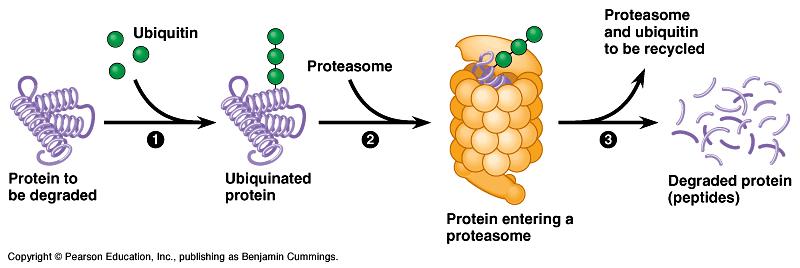 6-7. Protein processing & degradation Protein processing u folding, cleaving, adding sugar groups, targeting for