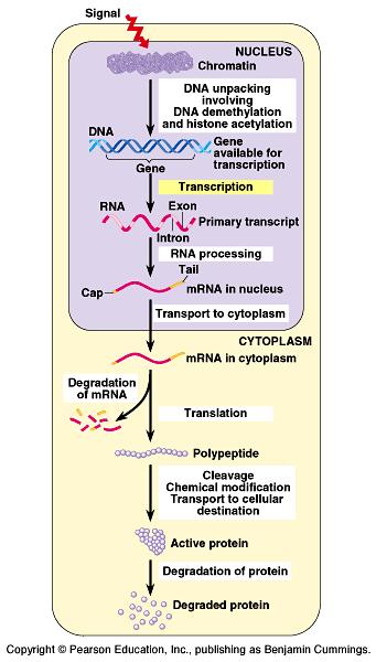 Points of control: The control of gene expression can occur at any step in the pathway from gene to functional protein 1.